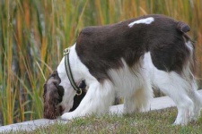 image of english_springer