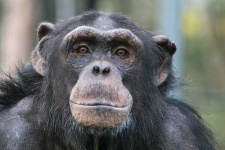 image of chimpanzee #22