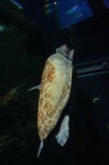 image of loggerhead
