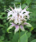 image of flower
