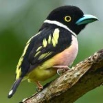 image of bird