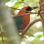 image of bird
