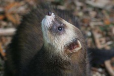image of polecat