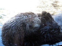 image of otter