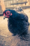 image of animal