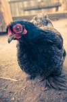 image of chicken #24