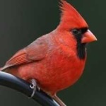 northern_cardinal