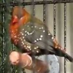 image of bird