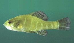 image of animal
