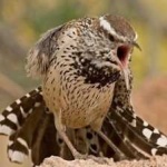 image of bird