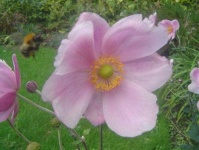 image of flower