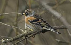 image of brambling