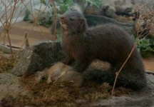 image of mink
