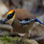 image of bird