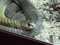 image of snake #25