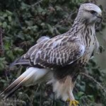 image of bird