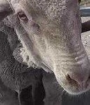 image of animal