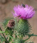 image of spear_thistle #6