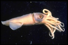 image of animal
