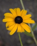 image of flower