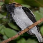 image of bird