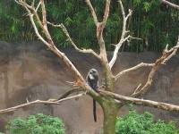 image of guenon
