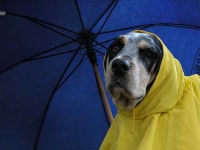 image of bluetick