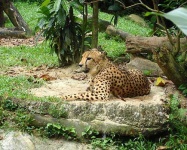 image of jaguar_car