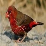 image of strawberry_finch #16