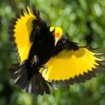 image of regent_bowerbird #2