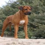 image of animal