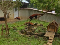 image of animal