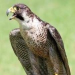 image of bird