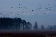 image of animal_migration