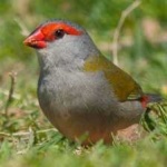 image of bird