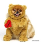 image of teddy_bear
