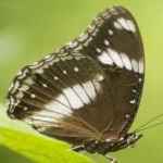 image of animal