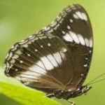 image of eggfly #33