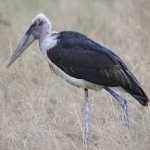 image of bird