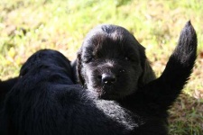 image of newfoundland