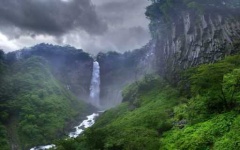 image of jungle