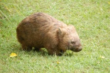 image of wombat