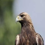 image of bird