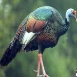 image of bird