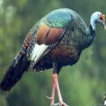 image of ocellated_turkey #25