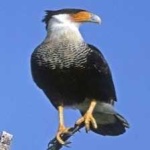 image of bird
