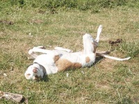 image of ibizan_hound