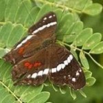 image of animal