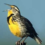 image of eastern_meadowlark #29