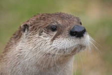 image of otter